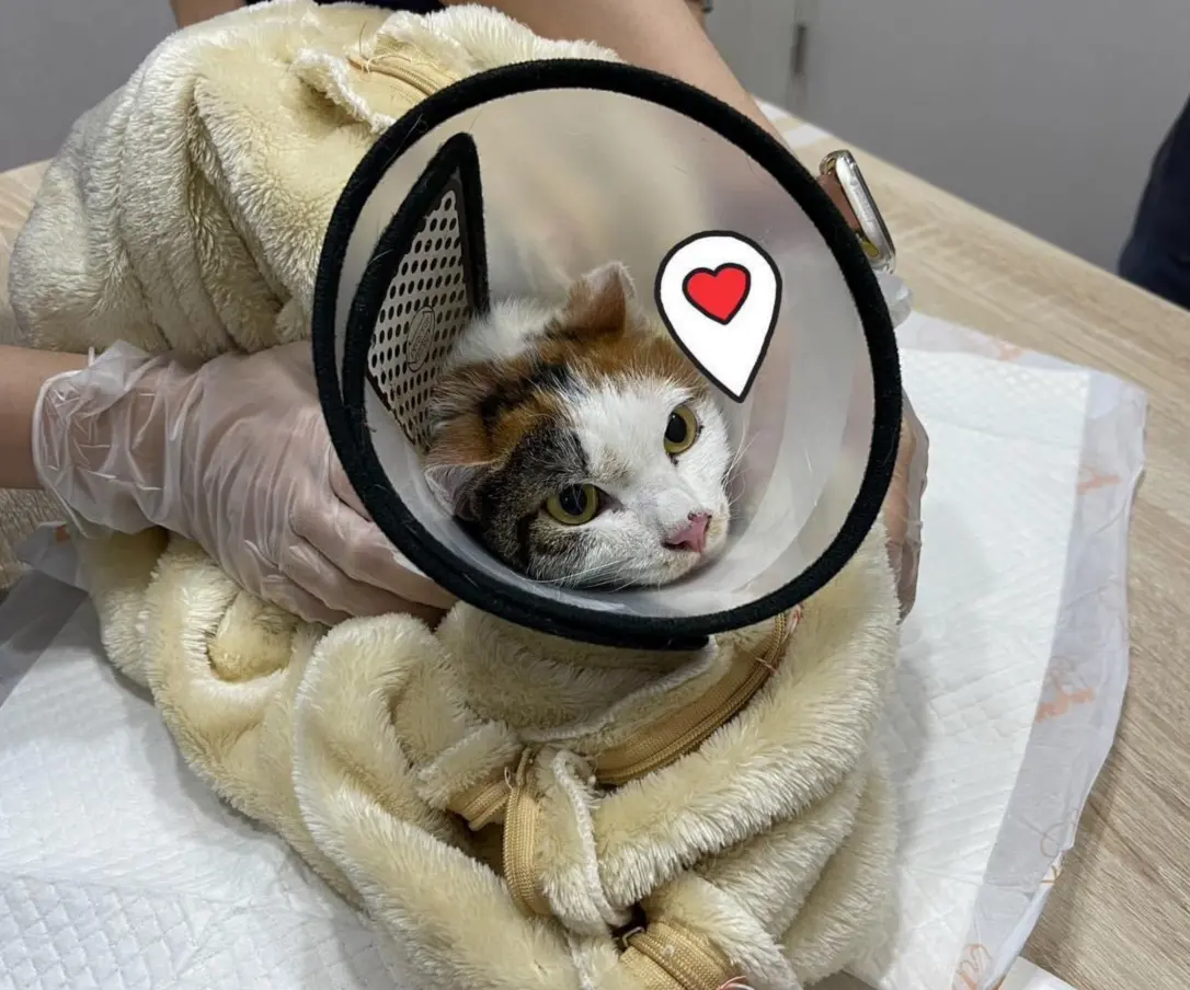 ▲三花貓「花花」自行下樓，跑到誘捕籠裡，回到主人身邊，除了身體一些脫水與擦傷，健康狀態無虞。（圖／翻攝小咖飛FB）