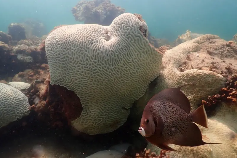 史上最嚴重！全球珊瑚礁大規模白化　專家憂：海洋動物恐無家可歸