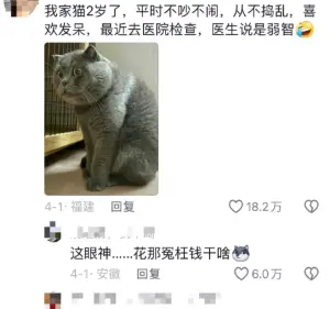▲主人有些哭笑不得,原來過去愛貓像是天使的舉動,竟然都是因為智商不足才會出現的。 ▲主人有些哭笑不得,原來過去愛貓像是天使的舉動,竟然都是因為智商不足才會出現的。