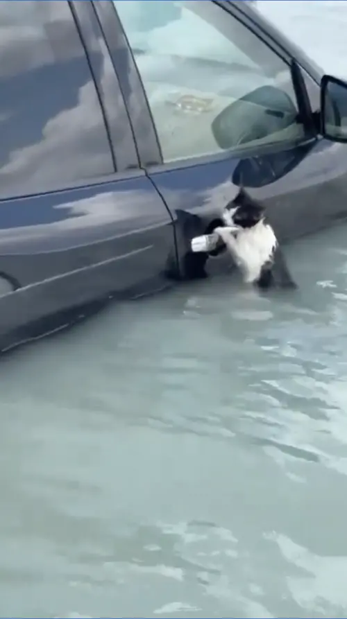 ▲阿拉伯地區近日受到罕見暴雨侵襲，杜拜一隻賓士貓在洪水中獲救，24秒救援畫面感動萬人。（圖／翻攝自X）