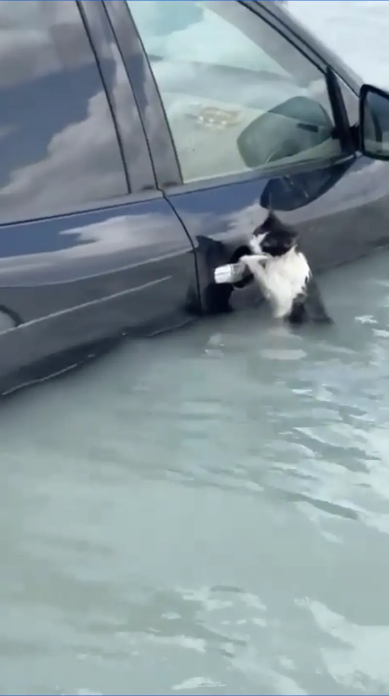 ▲賓士貓困在水災中，雙手緊緊抓住汽車門把，下半身則浸在水中，無助的模樣令人感到十分心疼。（圖／翻攝自X）