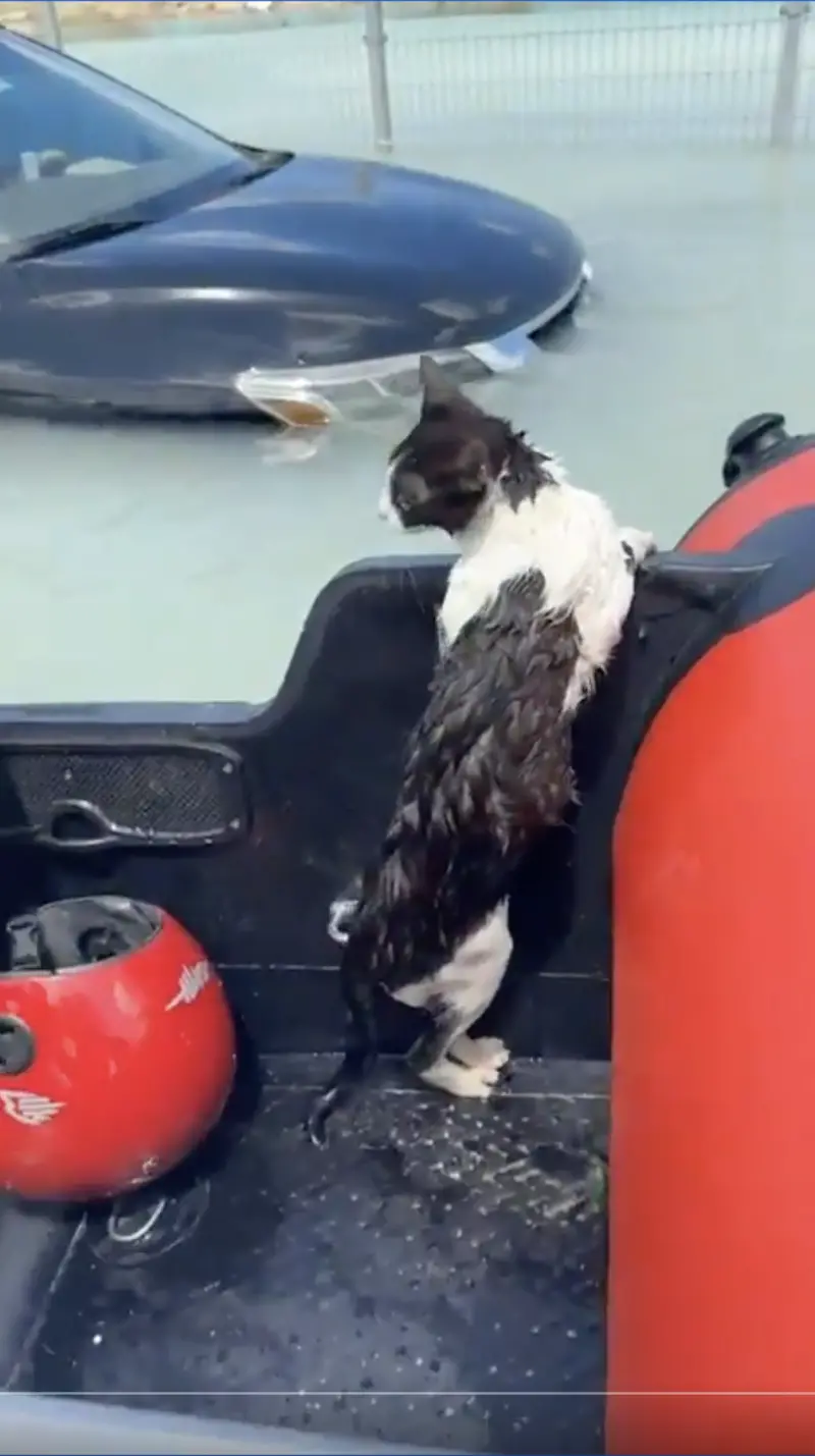 ▲救難人員當時划著小艇經過，見狀趕緊將賓士貓一把抱起救援，貓咪一到船上更發出鬆一口氣的「喵嗚」叫聲。（圖／翻攝自X）