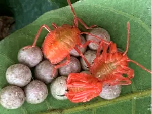 ▲荔枝椿象卵孵化時會轉為紫紅色，剛孵出的「若蟲」是紅色。（圖／高雄市農業局提供）