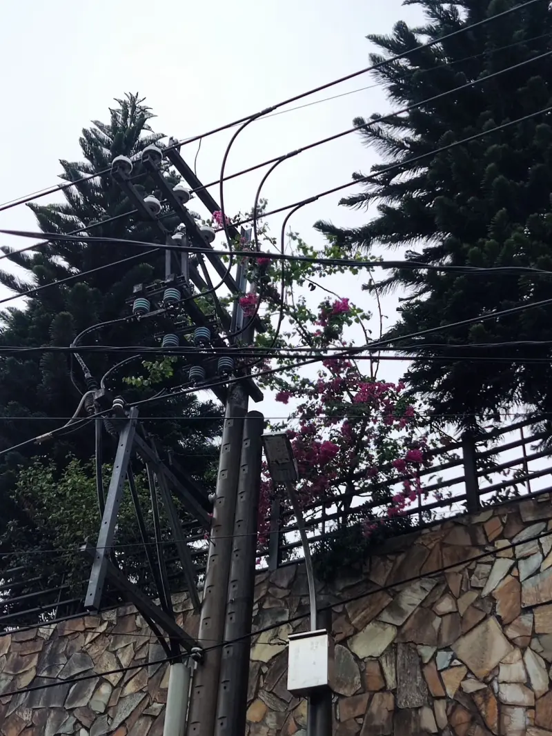 ▲今日上午8點左右由於大雷雨影響,導致樹竹傾斜碰觸高壓開關,造成桃園部分地區發生停電。(圖/台電)