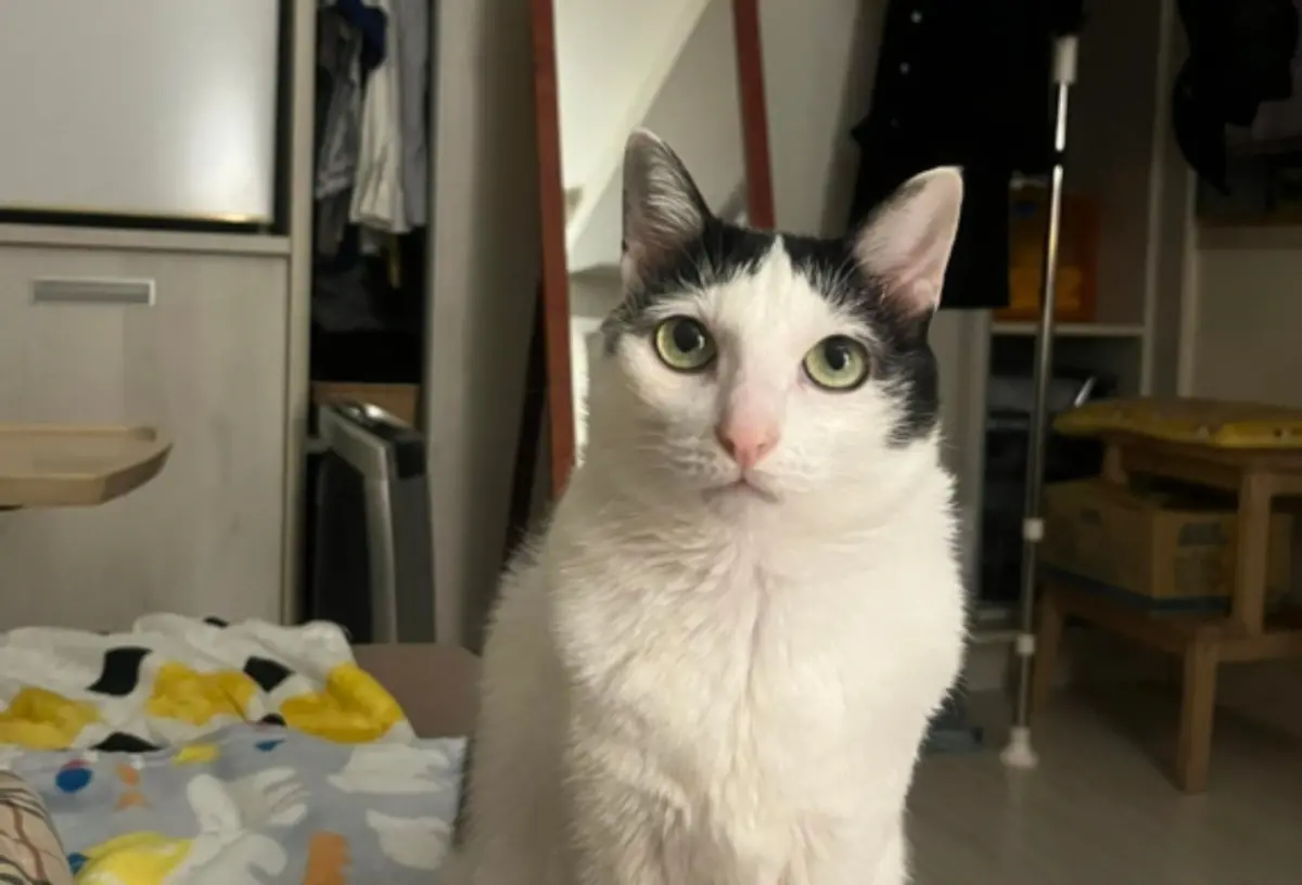 ▲天王星大樓最後一隻貓咪「歐膩」終於在19日凌晨捕獲，天王星大樓五隻貓咪全部存活，讓不少貓奴感動落淚。（圖/飼主臉書）