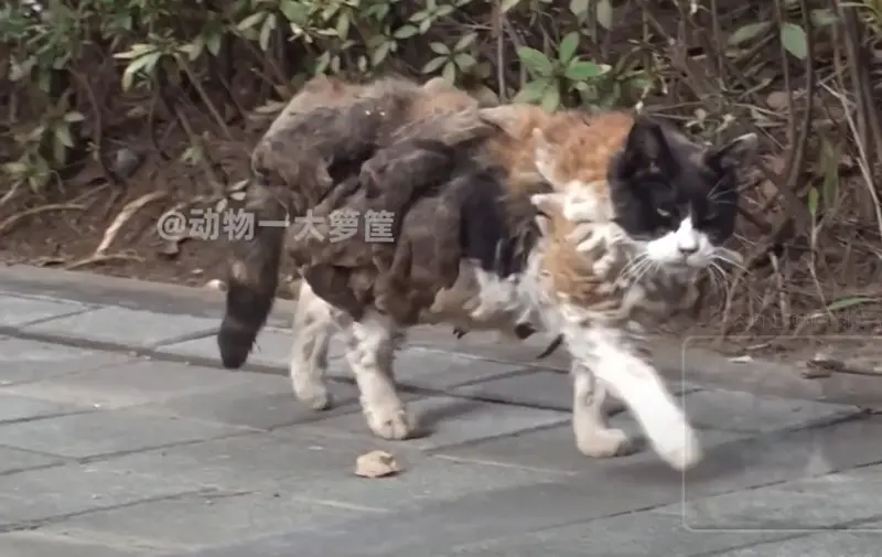 流浪貓身上「背滿沙包」閒逛！獸醫檢查被震撼：牠背了另一個自己