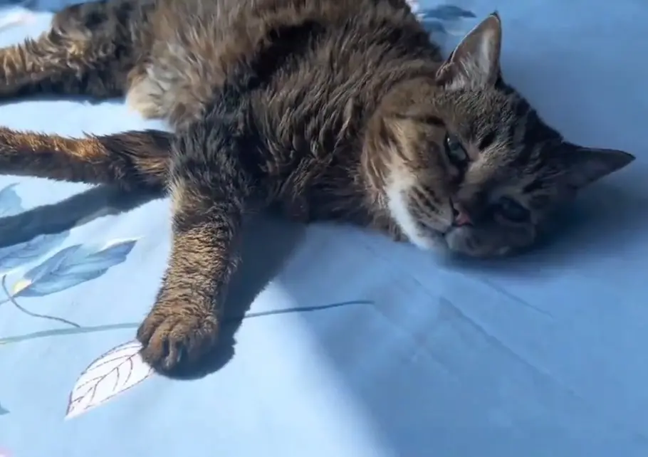 ▲中國大陸一名網友家中養了一隻貓咪，年齡竟然高達25歲，小主人回家探望牠時，已經沒辦法有太多的精氣神活動。（圖/微博）