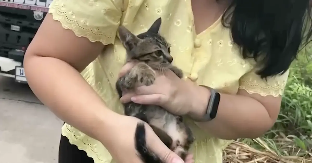 ▲一隻小貓鑽進車子的引擎蓋，泰國救援隊救出牠。（圖／翻攝自影片）