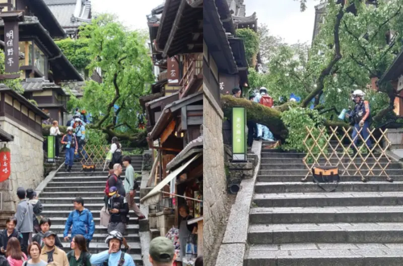 京都清水寺「產寧坂」百年櫻花樹突倒塌　6旬男遊客骨折送醫