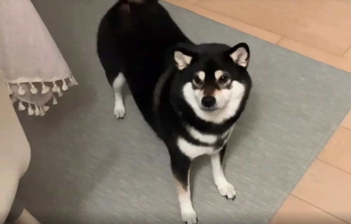 ▲一名飼主養的黑柴相當可愛，日前她拍攝「回家不摸狗」影片，結果被家中黑柴大絕招給征服。（圖/IG@fourbean_mameshiba）