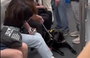 導盲犬待捷運車廂被阿伯罵!視障女強忍淚水連嗆3句:你看不到嗎