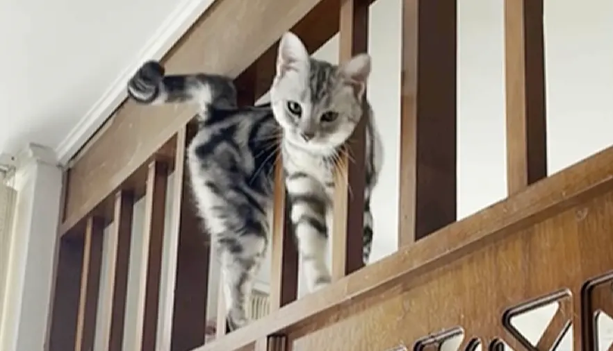 ▲一隻萌貓表演「縮骨功」，讓主人笑開懷。（圖／翻攝自影片）