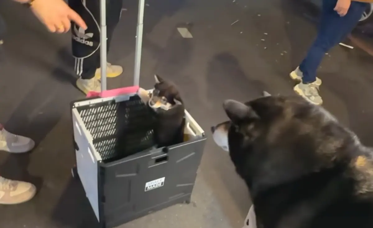 ▲網紅製作人肥肥蔡定洋帶黑柴「蘿蔔糕」出門逛街，遇到蘿蔔糕的小時候，身材對比笑翻網友。（圖/柴犬七仙女IG）