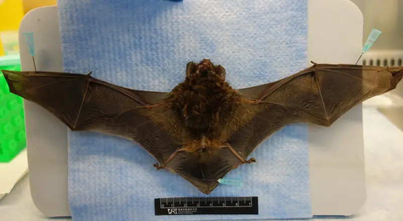 ▲中和蝙蝠檢出麗沙病毒，有人畜共通風險。（圖／防檢署提供）