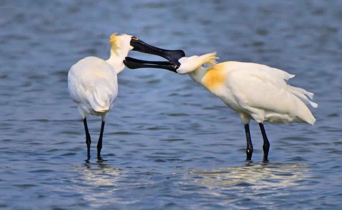 ▲黑面琵鷺互相理羽的行為。（圖／林業署提供，郭東輝拍攝）