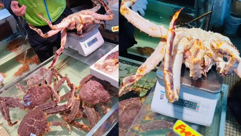 ▲許多人飛往日本北海道，必定會品嚐當地最具知名度的「帝王蟹（鱈場蟹）」 ，但不肖業者掉包螃蟹或拿油蟹冒充的事件也頻傳。（示意圖／爆料公社二社）