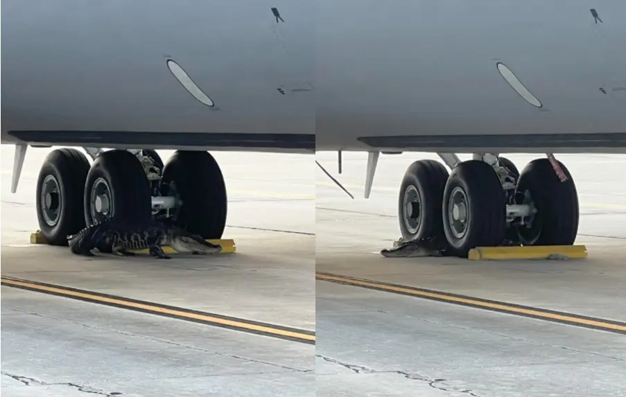 ▲佛州空軍基地遭一隻短吻鱷闖入。（圖／MacDill Air Force Base臉書）