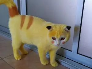 「皮卡丘貓咪」全身黃毛！飼主慘遭出征　誤會大了：不是惡意染色
