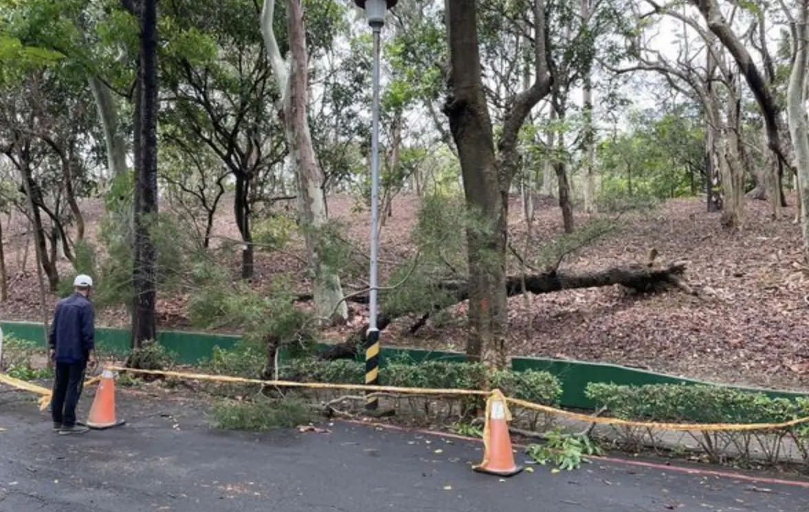 ▲66歲李姓男子今早獨自前往鳥松區澄清湖園區步道散步時，突遭路樹重砸頭部壓傷，送醫不治。（圖／翻攝畫面）