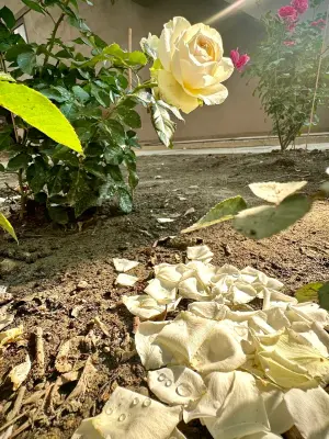 ▲高醫大校長楊俊毓以滿地玫瑰花瓣的照片，傳達生命教育的理念。（圖／高醫大提供）