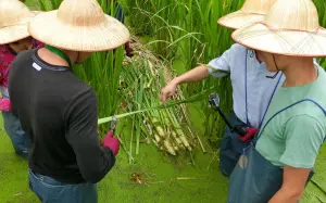 ▲南投埔里的特產就是「茭白筍」，不僅種植面積達1800公頃，總產量更是佔全台灣85%。（圖/日月潭國家風景區官網）