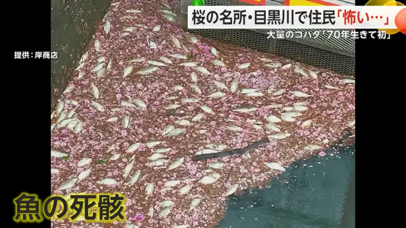▲東京知名賞櫻景點目黑川近來發現大量魚屍，使得附近居民相當不安。（圖／翻攝自富士新聞網）