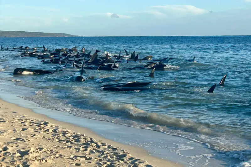 澳洲大規模鯨魚擱淺！29頭不幸死亡　專家：救回130頭已屬了不起