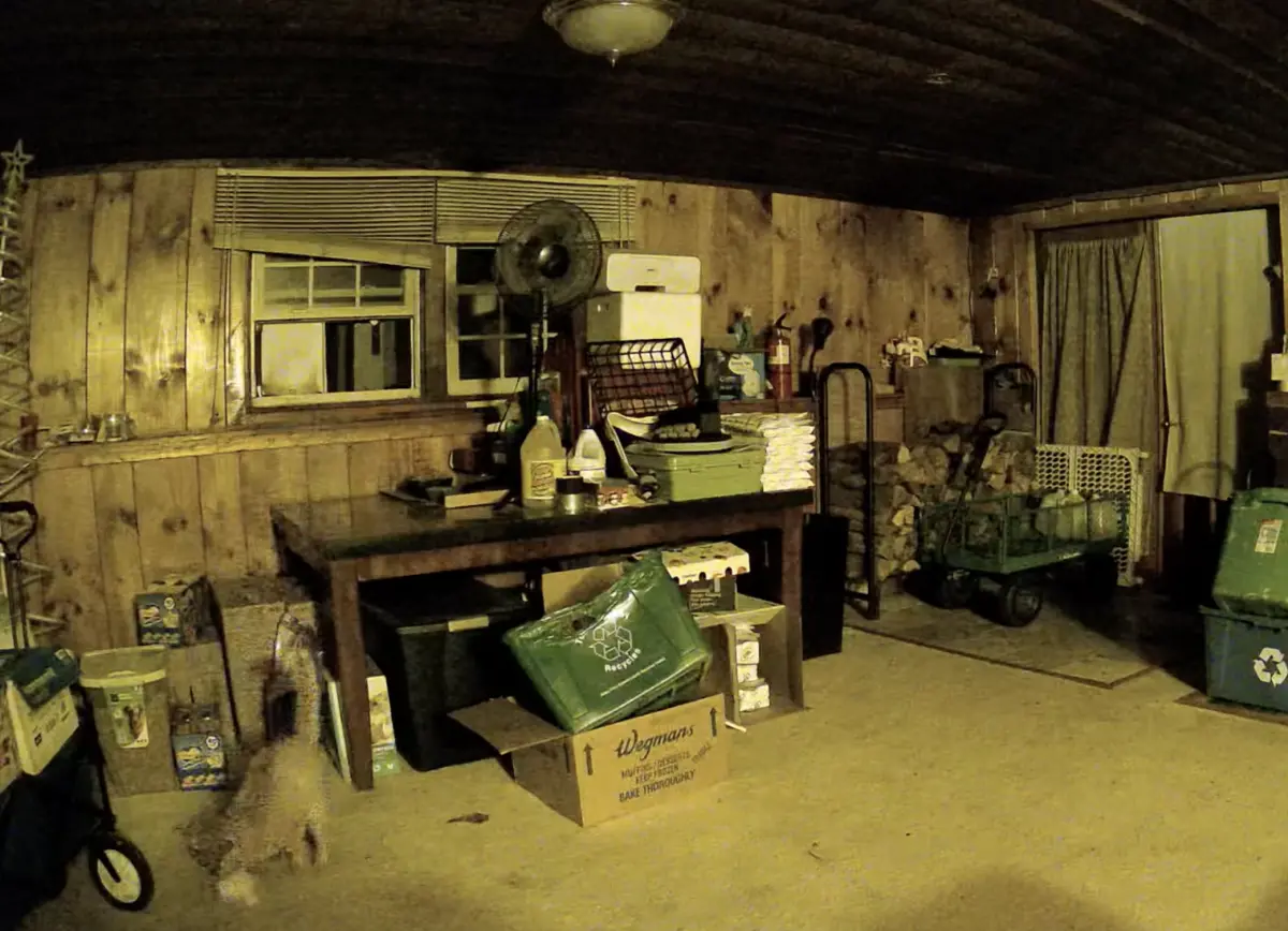 ▲伊莉莎白調閱監視器發現，照顧多年的流浪公貓，竟親自叼著貓寶寶到地下室，似乎是想指定她當孩子的鏟屎官（圖／翻攝自Reddit）