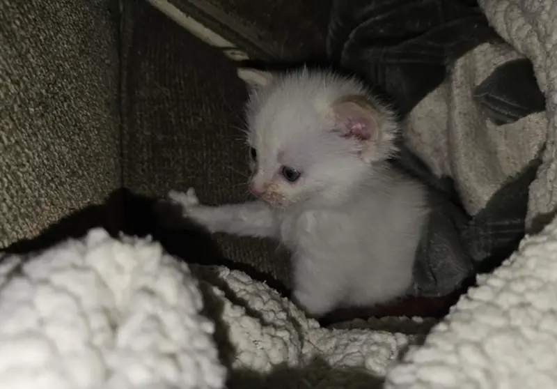 ▲伊莉莎白正式收養小奶貓，並將牠取名為「Flffernutter」。（圖／翻攝自Reddit）