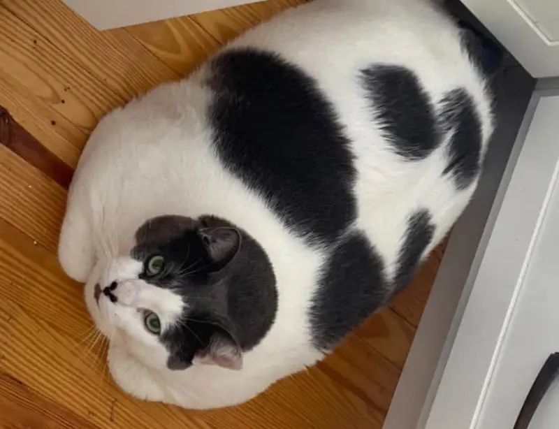 ▲美國一隻貓咪吃太胖，變成18公斤的肥貓，被原本的飼主棄養。（圖/Patches' Journey/Facebook）