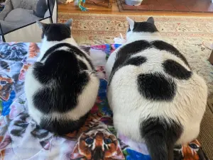 ▲帕奇的身材比一般貓咪更巨大以外，連比較胖的貓咪都比不過牠，完全是超巨肥貓。（圖/Patches' Journey/Facebook）