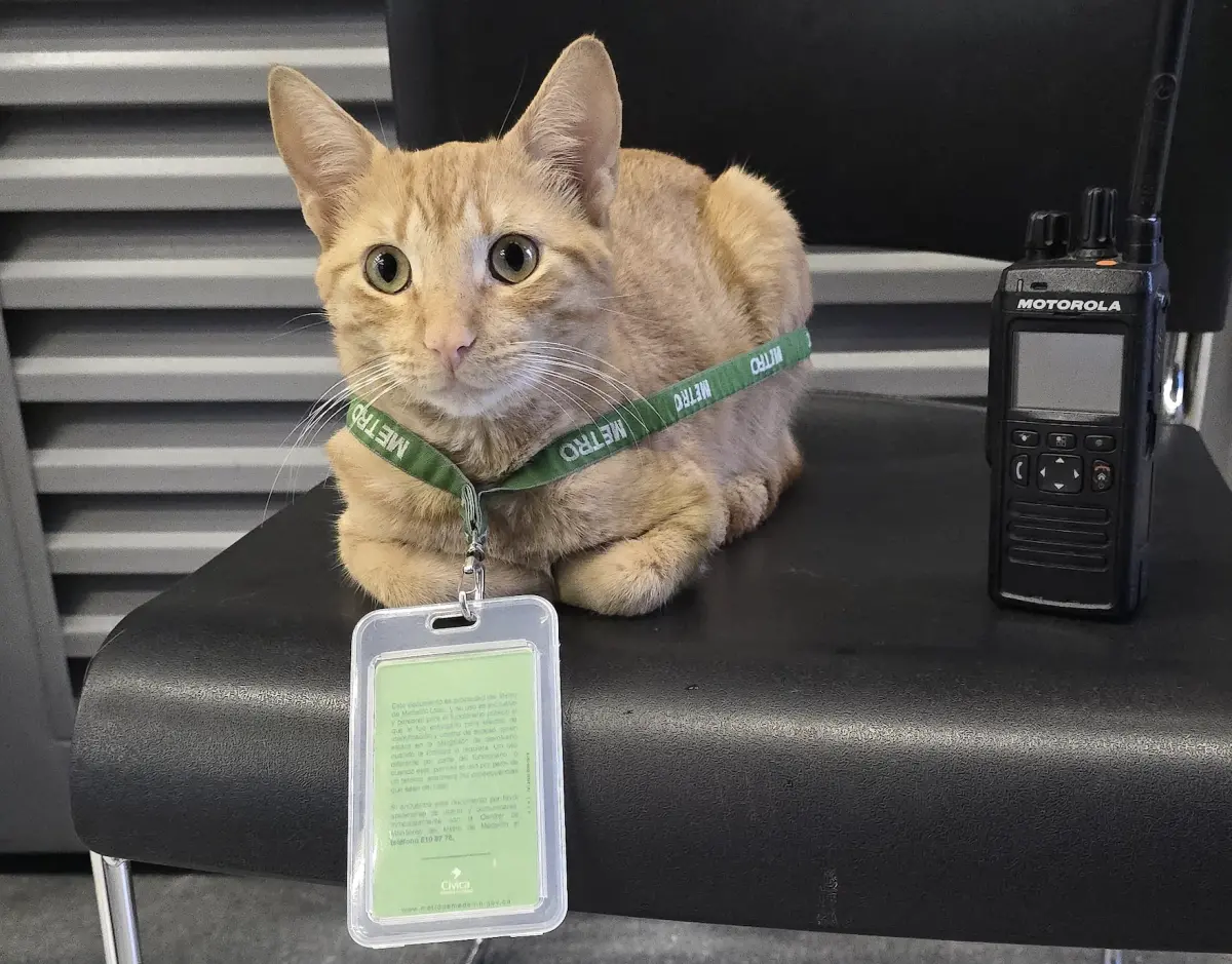 ▲哥倫比亞麥德林地鐵站「Villa Sierra」，每天都會有一隻名叫米希的橘貓光顧，久了之後竟直接「原地上班」。（圖／翻攝自X）