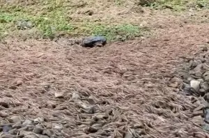 雪霸公園驚見「破萬隻馬陸竄出」!無關地震原因曝光:每年都發生