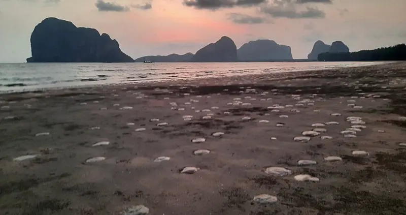 沙灘佈滿大量水母！泰國海灘出現詭異奇景　專家：最好別碰