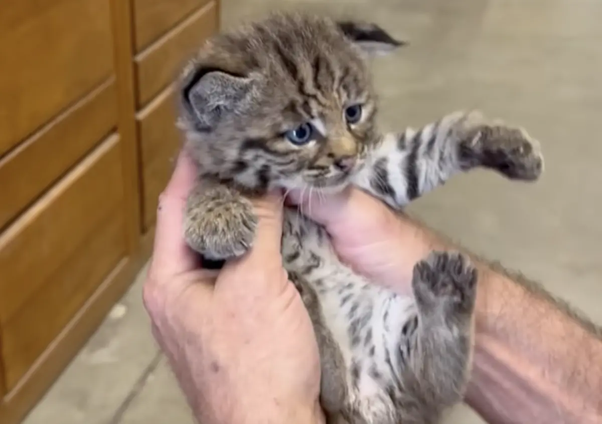 ▲美國一名登山客在步道撿到一隻小奶貓，將貓寶寶帶下山送到動物收容所後，醫師卻驚覺這並不是普通貓咪，而是才出生5周的「山貓寶寶」。（圖／翻攝自David Loop臉書）