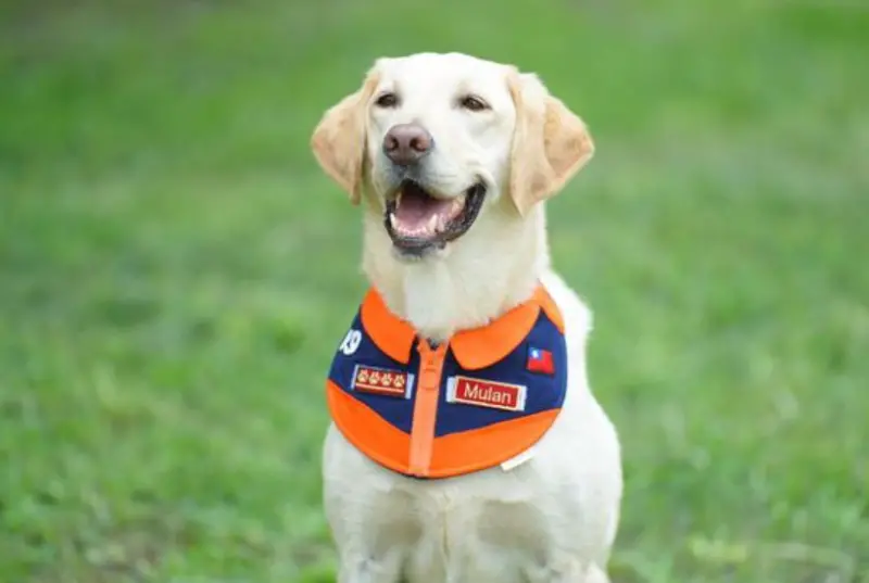 新北優秀搜救犬「木蘭」5歲罹癌病逝！領犬員淚崩：永遠為妳驕傲