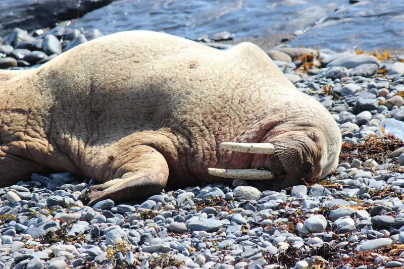 ▲挪威的一個北極島嶼上，傳出有海象死於禽流感病毒，這是全球首見海象因禽流感病毒而死。示意圖，非當事海象。（示意圖／翻攝自Pixabay）