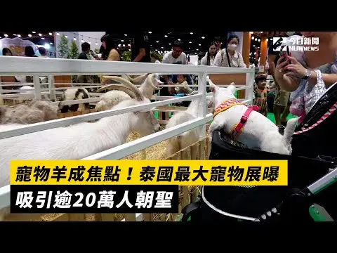 寵物羊成焦點！泰國最大寵物展曝　吸引逾20萬人朝聖｜NOWnews