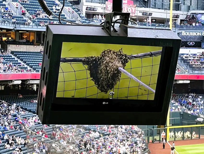 ▲道奇與響尾蛇之戰，竟然因為蜜蜂延後開打，台灣球迷現場直擊。（圖片取自道奇隊X）