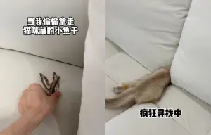 ▲飼主發現愛貓都會把小魚乾藏在沙發後，於是偷偷將其拿起，沒想到愛貓真的跑來找，整隻鑽到沙發也找不到。（圖/IG@andongnicat）