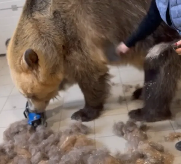 ▲棕熊Stepan乖乖給媽媽梳毛，影片在IG上引發瘋傳。（圖／取自IG@panteleenko_svetlana）