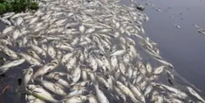 200噸魚群死亡！越南酷暑高溫　數十萬條魚暴斃
