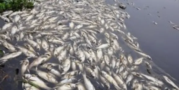 200噸魚群死亡！越南酷暑高溫　數十萬條魚暴斃