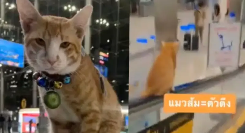 ▲一隻寵物貓陪主人去機場上班，意外成國際網紅。（圖／翻攝自TikTok）