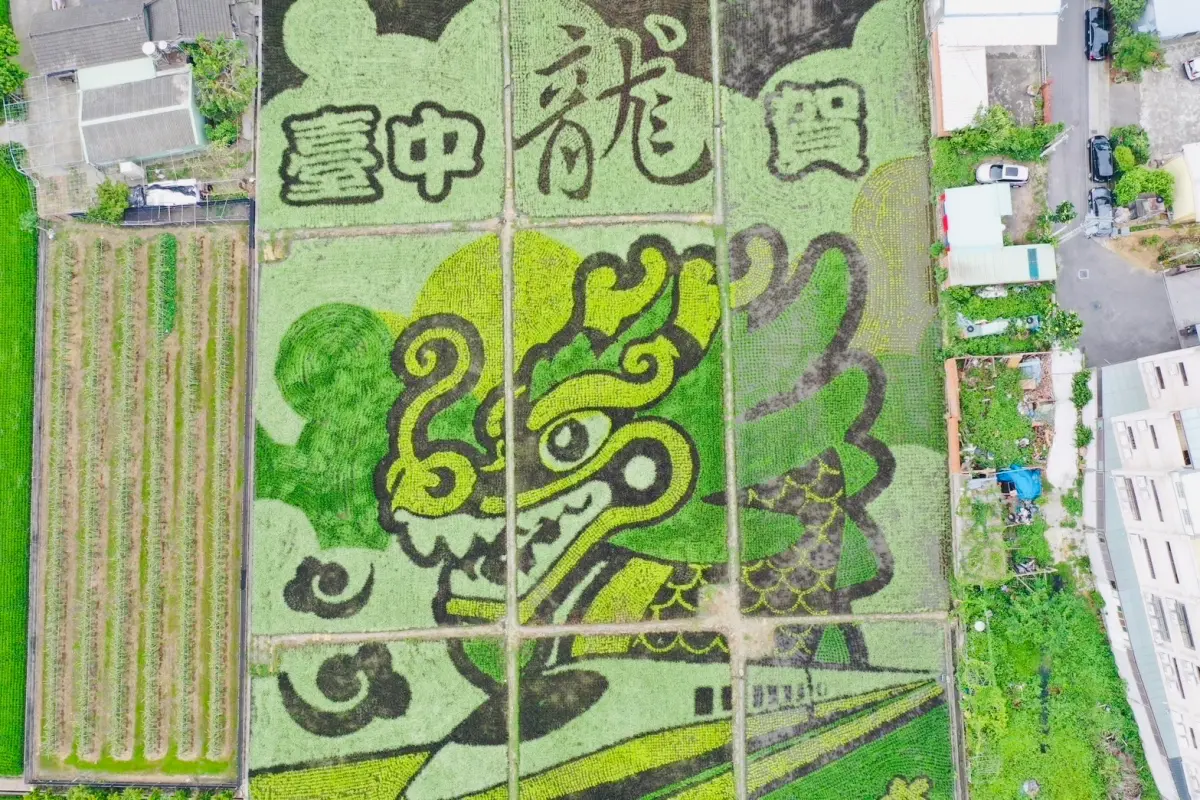 ▲外埔稻田彩繪面積約1.25公頃，以4種顏色組成，臺中龍賀稻田彩繪空拍(圖／農業局提供2024.5.3)