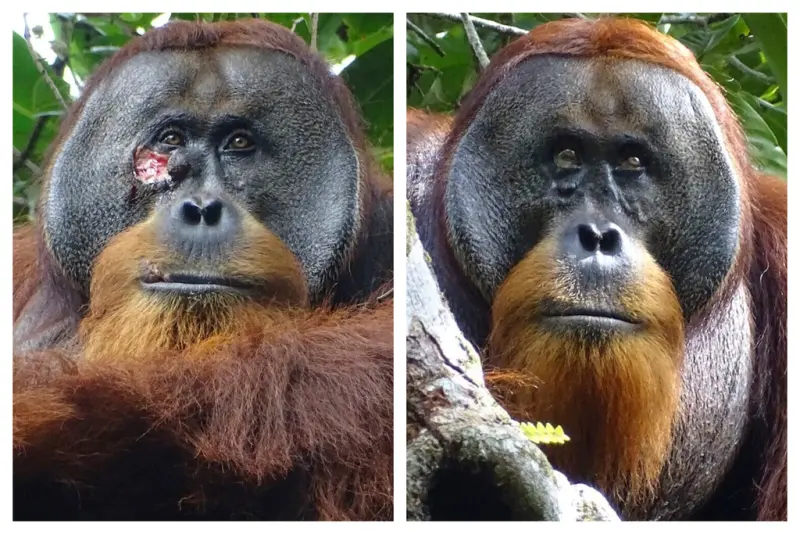 ▲印尼一隻公的蘇門答臘紅毛猩猩（Sumatran Orangutan）用植物自製草藥，塗抹在自己臉上的傷口，並成功讓傷口痊癒，科學家稱這是首次發現野生動物將一種非常有效的藥用植物直接塗抹在傷口上。（圖／美聯社／達志影像）