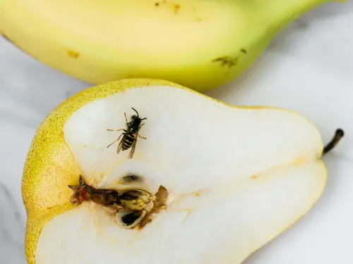 ▲天氣變得溫暖潮濕，家中果蠅大爆發，網友分享買了全聯兩款專殺果蠅的餌劑，曬出屍體滿滿的成果照。（圖／取自Pexels）