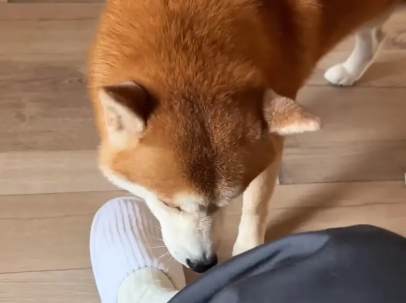 ▲一名主人出差沒有帶自己養的柴犬一起去，結果在工作時遇到別人家的柴犬，一陣狂嚕回到家之後，被自己的愛犬抓包！（圖/IG@柴哥與Max）