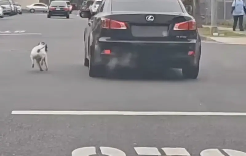 ▲日前在美國加州街頭上，有隻狗狗被主人開車遺棄。（圖／取自IG@bellas.animal.rescue）