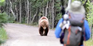 在森林遇到「熊與男人」選誰？逾八成女寧選熊　引爆美國社群論戰
